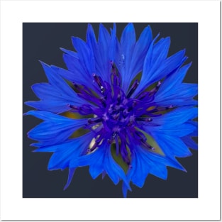 Cornflower Royal Blue Flower Posters and Art